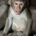 monkey_macaque_balinese_mf_ubud_v_0433_bal0434.jpg